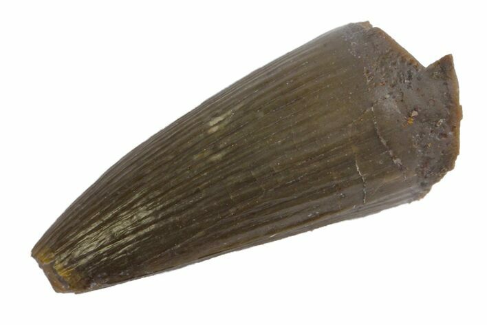 Jurassic Crocodile (Goniopholis?) Tooth - Colorado #162490